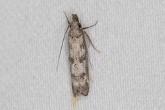 Dichomeris inversella