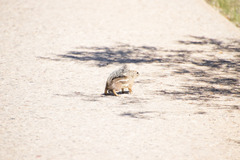 Ammospermophilus harrisii