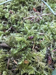 Kindbergia oregana