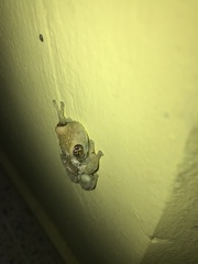 Trachycephalus vermiculatus