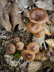 Cortinarius croceus