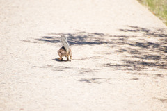 Ammospermophilus harrisii