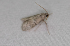 Cacotherapia flexilinealis