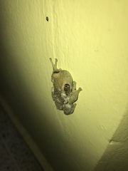 Trachycephalus vermiculatus