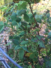 Rosa nutkana