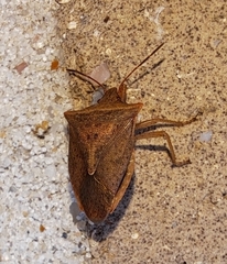 Euschistus ictericus