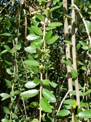 Ilex vomitoria