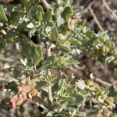 Atriplex lentiformis