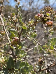 Atriplex lentiformis