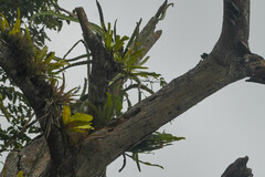 Selenicereus monacanthus