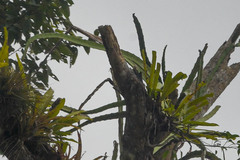 Selenicereus monacanthus
