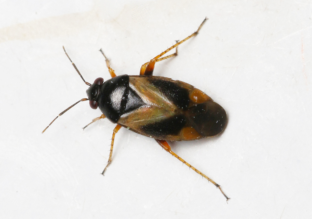 Salicarus roseri