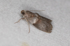 Acrobasis texana