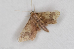 Idaea furciferata