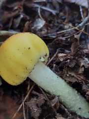 Russula claroflava