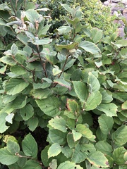 Fothergilla latifolia