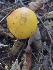 Russula claroflava