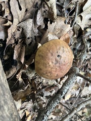 Boletus subvelutipes