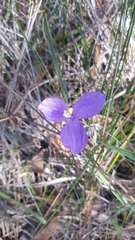 Patersonia