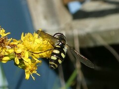 Epistrophella emarginata