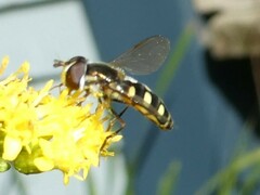 Epistrophella emarginata