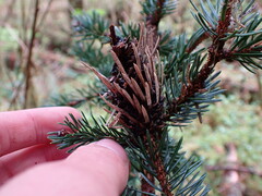 Picea sitchensis