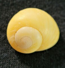 Littorina