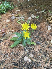 Hieracium sabaudum
