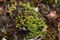 Conostomum tetragonum