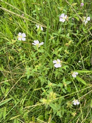 Pterolepis glomerata