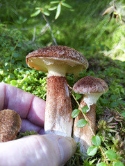 Suillus ampliporus