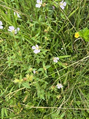 Pterolepis glomerata