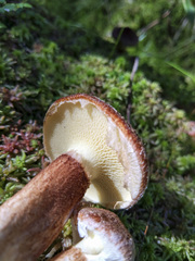 Suillus ampliporus