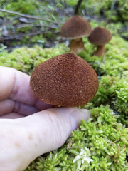 Suillus ampliporus