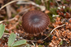 Deconica