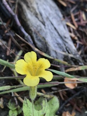 Erythranthe moschata