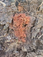 Metatrichia vesparium