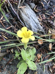 Erythranthe moschata