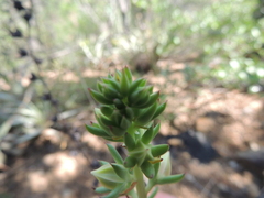 Echeveria
