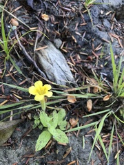 Erythranthe moschata