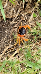 Gecarcinus lateralis