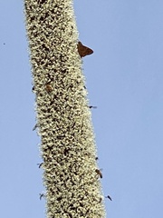 Xanthorrhoea