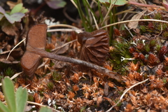 Deconica