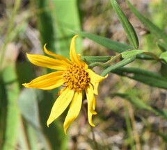 Helianthus nuttallii