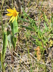 Helianthus nuttallii