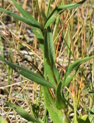 Helianthus nuttallii