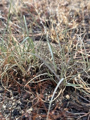 Bouteloua gracilis