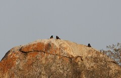 Thamnolaea cinnamomeiventris