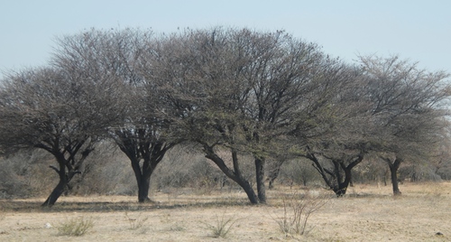 Image of Vachellia luederitzii by (c) Tony Rebelo, some rights reserved (CC BY-SA)