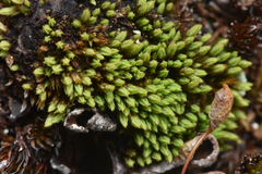 Conostomum tetragonum